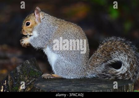 Erwachsenes graues Eichhörnchen sciurus carolinensis Stockfoto