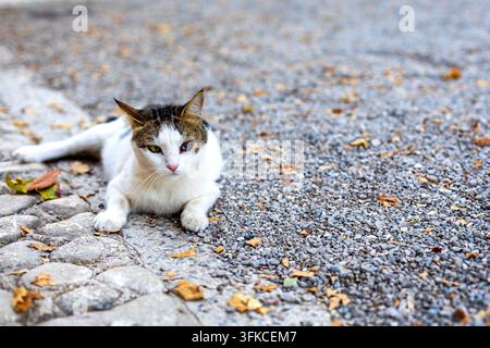 Weiße und getigerte Katze ruht auf Kiesweg. Weiße und getigerte Katze ruht auf Kies neben Kopfsteinpflaster und gefallenen Blättern, während sie in Richtung des Stockfoto