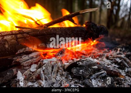 Helle Flammen tanzen über dunkel glühenden Holzscheiten, heiße rote Kohlen und verbrannte Papierreste glimmen darunter und schaffen eine gemütliche Lagerfeuerszene mit einem unscharfen Waldhintergrund Stockfoto