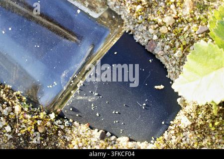 Nahaufnahme einer leeren dunklen Glasflasche, die halb im groben Flusssand vergraben ist, mit körniger Textur und natürlicher Außenbeleuchtung, die eine stimmungsvolle Umgebung schaffen Stockfoto