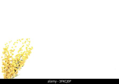 Minimalistische Premium-Öko-Botanik-Fotografie von einem gelben Mimosen-Akazien-Bouquet in der linken Ecke auf isoliertem weißem Hintergrund mit Kopierplatz rechts Stockfoto