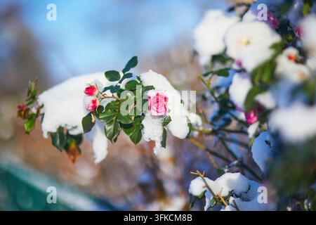 Rosa Rosenknospen und grüne Blätter, bedeckt mit frischem Schnee in Paris, Nahaufnahme eines Wintergartendetails nach dem Schneefall. Stockfoto