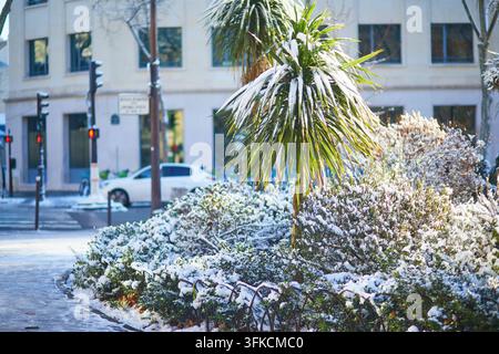 Schneebedeckte palmenartige Pflanze und Sträucher an einer Straßenecke in Paris nach dem Schneefall, mit winterlichem Sonnenlicht, Ampeln und städtischen Gebäuden im Hintergrund Stockfoto
