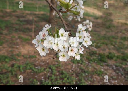 Im Frühlingsland blüht ein Büschel reinweißer Birnenblüten lebhaft am Ast. Die fünfblättrigen Blüten umgeben zarte gelbe Sta Stockfoto