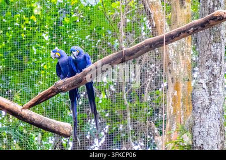 Blaue Hyazinthara-Paradiesvögel sitzen friedlich auf einem Ast und zeigen lebendiges blaues Gefieder sowie gelbe Gesichtszeichnungen im Bundesstaat Foz do Iguacu von Para Stockfoto