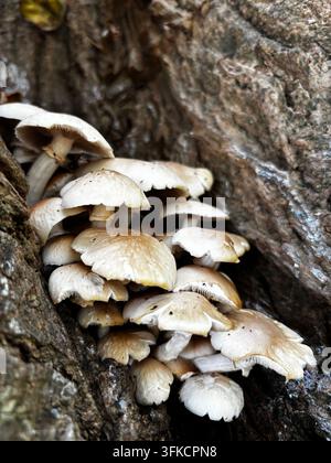 Büschel weißer Wildpilze, die natürlich an einem ausgewachsenen Baumstamm in Southwick, West Sussex, England, UK wachsen. Stockfoto