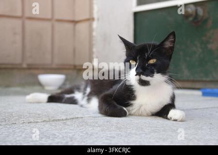 Schwarz-weiße Straßenkatze ruht auf einer gepflasterten Straße in Istanbul, Türkei. Stockfoto