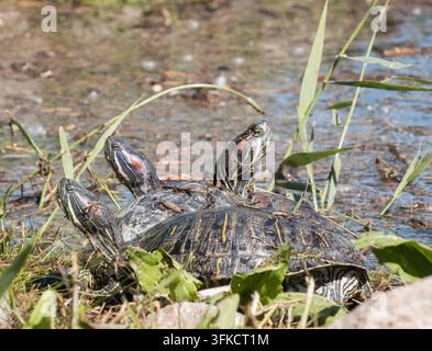 Drei wilde Rotohrschildkröten, Trachemys scripta elegans, entspannen und sonnen sich gemeinsam auf einem Flussufer zwischen grünen Schilf im Feuchtgebiet Stockfoto
