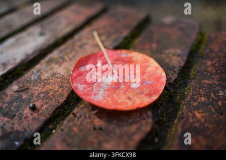 Makroaufnahme eines einzelnen lebendigen roten Herbstblatts, das auf rotem, mit Moos bedecktem Ziegelstein ruht Stockfoto