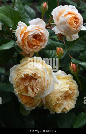 Kronprinzessin Margareta Rose Stockfoto