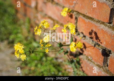 Gelbe wilde Chrysantenblüten an einer roten Ziegelmauer im Sonnenlicht Stockfoto