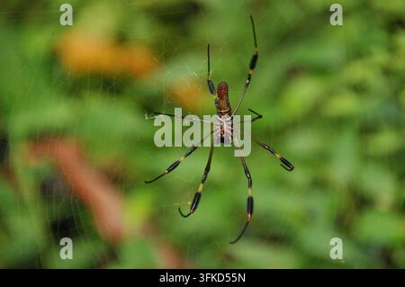 Eine große, farbenfrohe Spinne webt geschickt ein Netz zwischen dem üppigen Grün eines Waldes. Sonnenlicht dringt durch die Blätter und zeigt die zarten Stockfoto