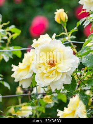 Kletter-Rose (Rosa 'Leverkusen', Rosa Leverkusen), Blüten der Sorte Leverkusen Stockfoto