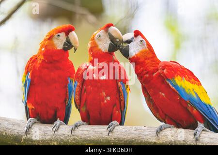 Scharlachara (Ara macao), Drei Arakangas sitzen auf einem Ast und schnäbeln Stockfoto