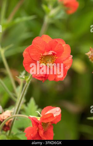 Chilenische Nelkenwurz (Geum chiloense 'Tempest Scarlet', Geum chiloense Tempest Scarlet), Blüten der Sorte Tempest Scarlet, Vereinigtes Königreich Stockfoto