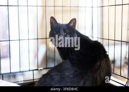 Nahaufnahme einer schwarzen Hauskatze in einem Metallkäfig aus Draht, die still sitzt und über die Schulter zur Kamera blickt, mit reflektierenden Fellreflexen fro Stockfoto