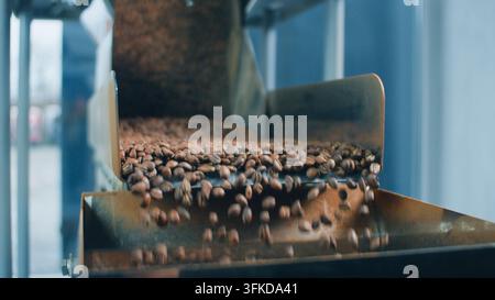 Nahaufnahme von heißen gerösteten Kaffeebohnen, die aus einem automatisierten Röster in einen Sammelbehälter fallen, moderne Fabrik, braune Bohnen strömen durch einen Stahltrichterschacht Stockfoto