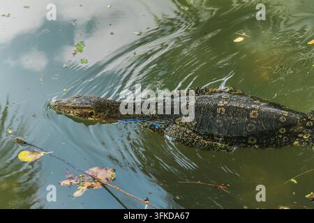Eine asiatische Wassermonitor-Echse schwimmt durch einen Teich im Lumphini Park in Bangkok und erzeugt Wellen um ihren gemusterten Körper herum. Stockfoto