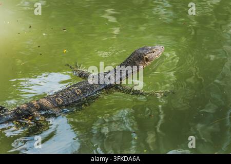 Wassermonitor schwimmt durch grünes Teichwasser im Lumphini Park in Bangkok, Thailand. Stockfoto