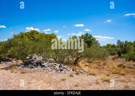 Alter Olivenhain mit Trockenmauern, ausgewachsenen Olivenbäumen und mediterraner Vegetation unter einem klaren blauen Himmel. Traditionelle Agrarlandschaft Stockfoto