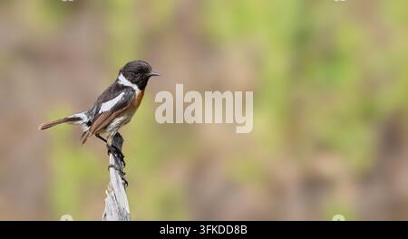 Europäischer Steinrötel, Saxicola rubicola, Saxicola torquata. Der männliche Vogel sitzt auf einem Ast Stockfoto