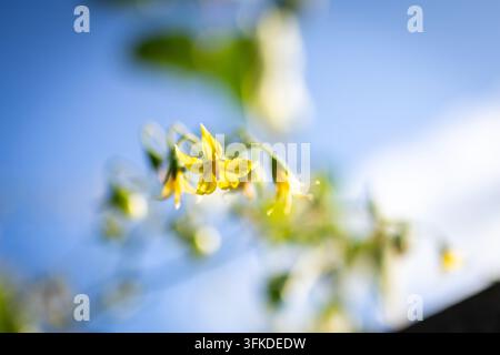 Weiche Fokusansicht von gelben Tomatenblüten, die an einer Ranke schwingen. Blauer Himmel und sanftes Licht betonen ihre zerbrechliche Form, während die Pflanze sich darauf vorbereitet, Frucht anzusetzen Stockfoto