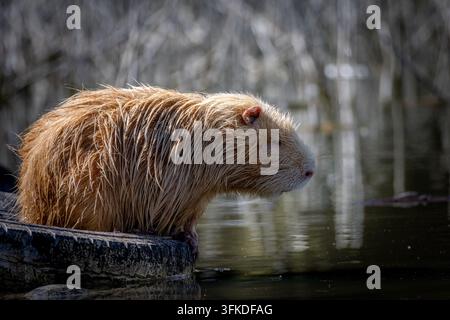 Goldene Nutria streckt sich zum Wasserrand vor. Sein durchnässter Pelz und die blasse Schnauze zeigen feine Details im sanften Licht. Der stille Teich spiegelt Schilf und Stockfoto