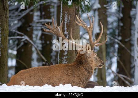 Ein majestätischer Rothirsch mit großen, beeindruckenden Geweihen ruht auf Schnee in einem verschneiten Winterwald, umgeben von Kiefern. Stockfoto