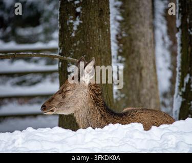Eine Nahaufnahme des Seitenprofils eines weiblichen Rotwilds (Hindin), das friedlich im tiefen Winter Schnee ruht, mit geschlossenen Augen gegen schneebedeckte Baumstämme in einer ruhigen Stockfoto