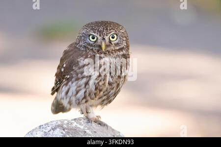 Zwergohle, Athene noctua. Ein Vogel steht auf einem Felsen und schaut in die Linse, im Nahaufnahme aufgenommen. Stockfoto