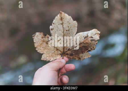 Nahaufnahme einer Hand, die ein einzelnes trockenes, braunes Ahornblatt vor einem unscharfen natürlichen Hintergrund mit einem Bach hält, symbolisch für Herbst, Veränderung und Natur Stockfoto
