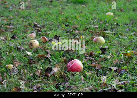 Reife rote und grüne Äpfel, die vom Baum gefallen sind, liegen auf grünem Gras und trockenen Herbstblättern in einem Obstgarten während der Erntezeit. Stockfoto