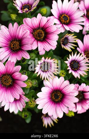 Eine Top-Down-, Nahaufnahme von lebendigen rosa und lila afrikanischen Gänseblümchen (Osteospermum) mit dunklen Mittelpunkten, umgeben von grünem Laub und noch geschlossenen Knospen i Stockfoto