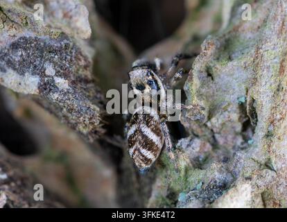Nahaufnahme-Makro einer springenden Zebraspinnerin, die auf strukturierter Rinde sitzt. Die vielen Augen sind sichtbar, mit Kopierraum links. Stockfoto