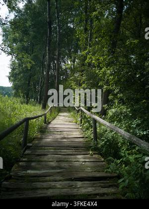 Ein rustikaler Holzsteg oder eine Fußgängerbrücke, die durch einen dichten, grünen Wald führt. Der Weg ist mit einfachen Holzgeländern gesäumt und von üppigem Grün umgeben Stockfoto