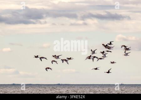 Ein kleiner Schwarm von Schwarzschnabel-Trappen, Limosa limosa, der über The Wash in Snettisham in Norfolk fliegt. Stockfoto