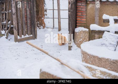 Orangfarbener Tabby-Kater geht aus einem alten Holztürloch heraus, mit einer Steinmühle im Vordergrund Stockfoto