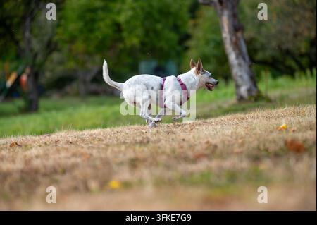Ein kleiner, weißer, gesprenkelter Hund trägt ein rosa Geschirr und rennt fröhlich über ein trockenes, grasbewachsenes Feld in einer Parkumgebung am Tag. Stockfoto