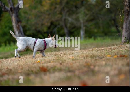 Ein kleiner, weißer, gesprenkelter Hund trägt ein rosa Geschirr und rennt durch ein trockenes, grasbewachsenes Feld in einer herbstlichen Parkkulisse. Der Hund ist im Profil aufgenommen, Blick Stockfoto