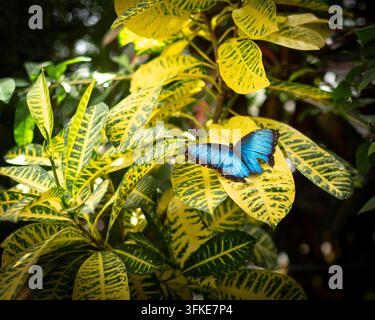 Ein lebendiger blauer Morphofalter ruht auf den hellen gelben und grünen gefleckten Blättern einer Codiaeum variegatum (Krotone)-Pflanze, aufgenommen in einem üppigen g Stockfoto