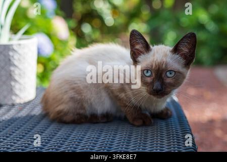 Ein Nahaufnahme-Porträt eines niedlichen Siamkätzchens mit auffälligen blauen Augen, das auf einem strukturierten Außentisch sitzt, mit einem weich fokussierten Gartenhintergrund. Stockfoto