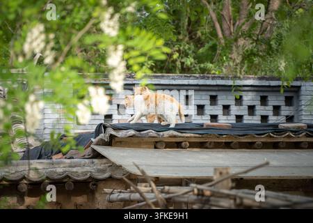 Zwei orangefarbene Katzen gehen auf einem Dach mit grauen Schindeln Stockfoto
