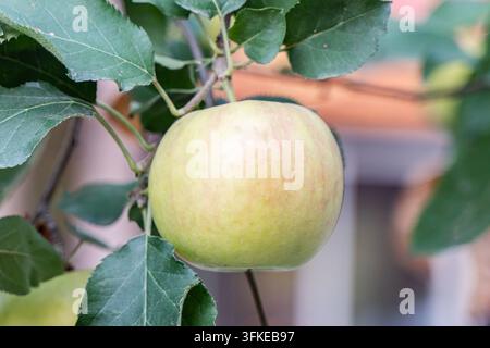Nahaufnahme eines grunen Apfels an einem Apfelbaumzweig Stockfoto