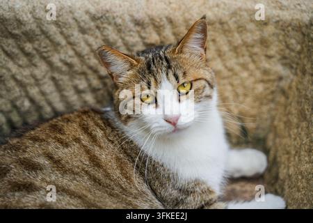 Nahaufnahme des Gesichts einer getigerten und weißen Katze, die in die Kamera schaut Stockfoto