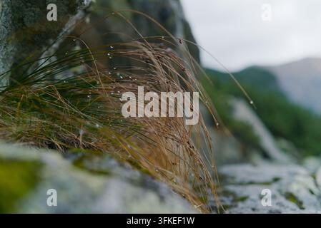 Nahaufnahme von trockenem und grünem Berggras, das auf einem felsigen Vorsprung wächst, bedeckt mit glitzernden Wassertropfen. Stockfoto