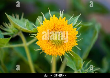Nahaufnahme von goldenen doppelblühenden Sonnenblumen im Sonnenlicht Stockfoto