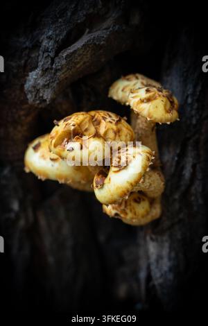 Häufchen goldener Wildpilze auf dunklem Baumstamm Stockfoto