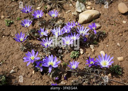 Der Balkan Anemone (lateinisch: Anemone Blanda) blüht im Wald Stockfoto