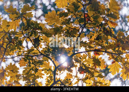 Helles Sonnenlicht bildet einen Sternenschimmer durch goldene Eichenblätter und dunkle Äste in einem warmen Herbst-Waldkronendach mit kreisförmigem Bokeh. Stockfoto