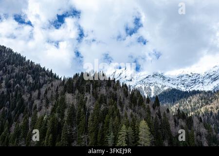 Schneebedeckte Bergkette und immergrüne Wald unter dramatischen Wolken Stockfoto